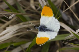 Turuncu Ssl (Anthocharis cardamines)