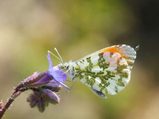 Turuncu Ssl (Anthocharis cardamines)