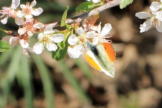 Turuncu Ssl (Anthocharis cardamines)