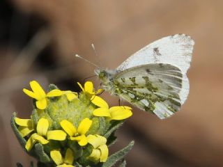 Turuncu Ssl (Anthocharis cardamines)