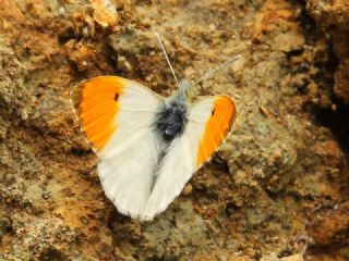 Turuncu S�sl�&nbsp;(Anthocharis&nbsp;cardamines)