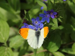 Turuncu S�sl�&nbsp;(Anthocharis&nbsp;cardamines)