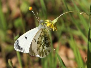 Turuncu Ssl (Anthocharis cardamines)