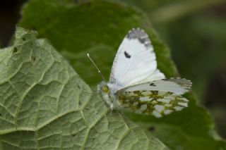 Turuncu Ssl (Anthocharis cardamines)