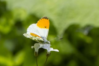 Turuncu Ssl (Anthocharis cardamines)