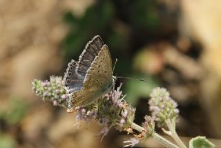 okgzl Anadolu illi Mavisi (Polyommatus ossmar)