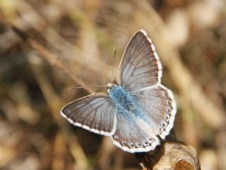 okgzl Anadolu illi Mavisi (Polyommatus ossmar)