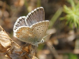 okgzl Anadolu illi Mavisi (Polyommatus ossmar)