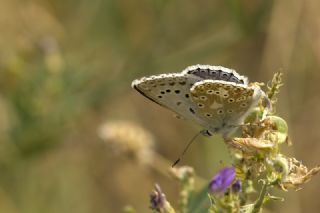 okgzl Anadolu illi Mavisi (Polyommatus ossmar)