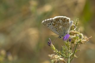 okgzl Anadolu illi Mavisi (Polyommatus ossmar)