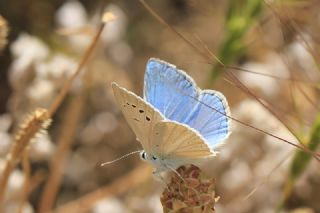 okgzl Poseydon Mavisi (Polyommatus poseidon)