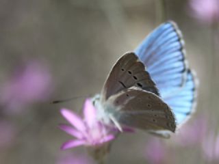 okgzl Poseydon Mavisi (Polyommatus poseidon)