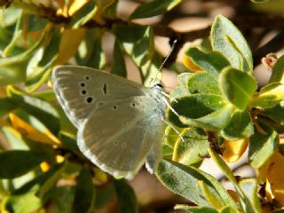 okgzl Poseydon Mavisi (Polyommatus poseidon)