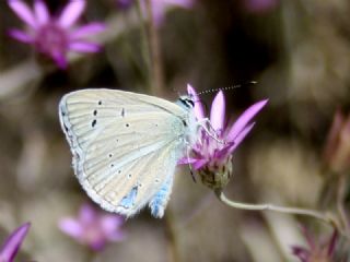 okgzl Poseydon Mavisi (Polyommatus poseidon)