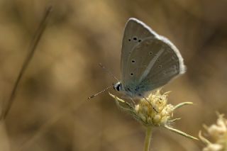 okgzl Poseydon Mavisi (Polyommatus poseidon)