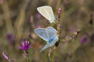 okgzl Poseydon Mavisi (Polyommatus poseidon)