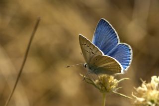 okgzl Poseydon Mavisi (Polyommatus poseidon)