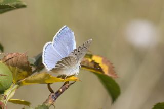 �okg�zl� Poseydon Mavisi&nbsp;(Polyommatus&nbsp;poseidon)