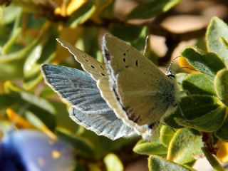 okgzl Poseydon Mavisi (Polyommatus poseidon)