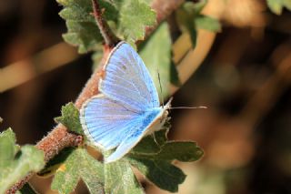 okgzl Poseydon Mavisi (Polyommatus poseidon)