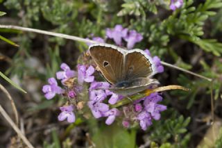 Pirene okgzls (Polyommatus pyrenaicus)