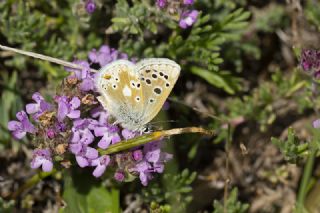 Pirene okgzls (Polyommatus pyrenaicus)