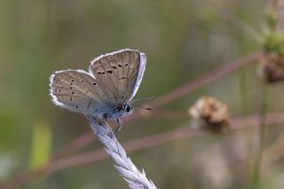 okgzl Kunchuy Mavisi (Polyommatus schuriani)