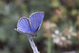 okgzl Kunchuy Mavisi (Polyommatus schuriani)