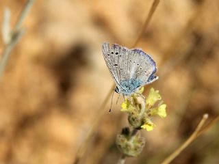 Sertavul �okg�zl�s�&nbsp;(Polyommatus&nbsp;sertavulensis)