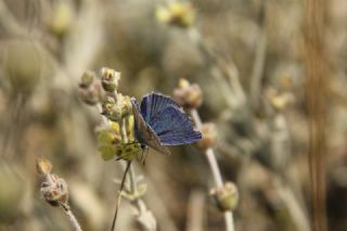 Sertavul okgzls (Polyommatus sertavulensis)