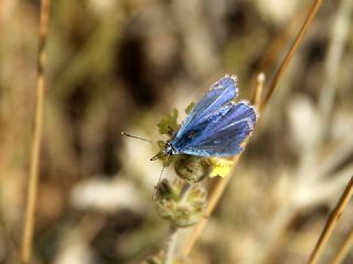 Sertavul �okg�zl�s�&nbsp;(Polyommatus&nbsp;sertavulensis)