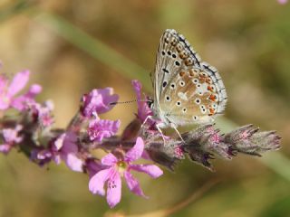 �okg�zl� Levantin �illi Mavisi&nbsp;(Polyommatus&nbsp;syriaca)