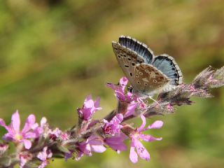 �okg�zl� Levantin �illi Mavisi&nbsp;(Polyommatus&nbsp;syriaca)