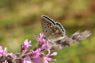 okgzl Levantin illi Mavisi (Polyommatus syriaca)