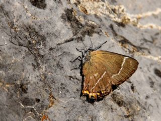 Karaa�a� Sevbenisi&nbsp;(Satyrium&nbsp;w-album)