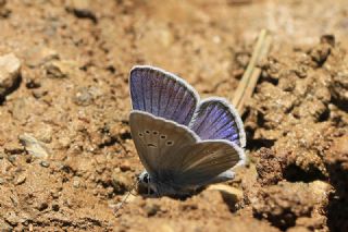 okgzl Trk Mavisi (Polyommatus turcicus)