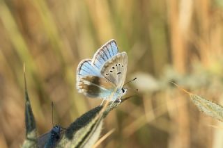 okgzl Ar Mavisi (Polyommatus vanensis)