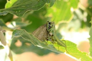 Mavi Benekli Sevbeni (Satyrium zabni)