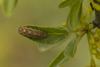 Gzel Sevbeni (Satyrium spini)