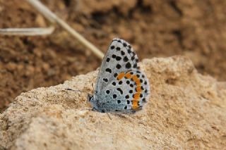 Bavius Mavisi (Pseudophilotes bavius)