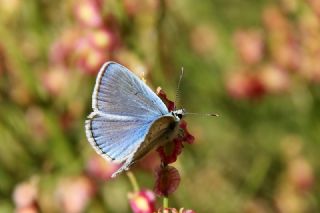 Lacivert Azeri okgzls (Polyommatus altivagans)