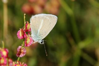 Lacivert Azeri okgzls (Polyommatus altivagans)