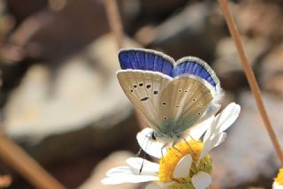 okgzl Bilgini (Polyommatus bilgini)