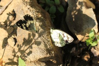 Kara Melike (Melanargia syriaca)