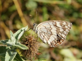 Kara Melike (Melanargia syriaca)