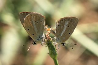 �okg�zl� Demavend Esmeri&nbsp;(Polyommatus&nbsp;demavendi)