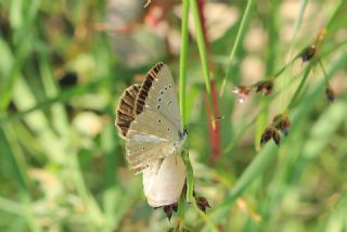 �okg�zl� Demavend Esmeri&nbsp;(Polyommatus&nbsp;demavendi)