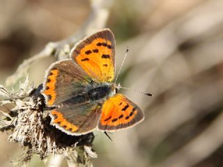 Benekli Bakr Gzeli (Lycaena phlaeas)