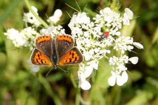 Benekli Bakr Gzeli (Lycaena phlaeas)
