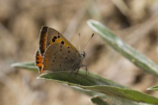 Benekli Bakr Gzeli (Lycaena phlaeas)